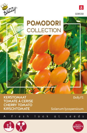 Cherry Tomato Dolly F1 (Solanum) 7 seeds BU